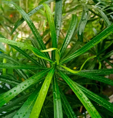 a green plant with water drops on it
