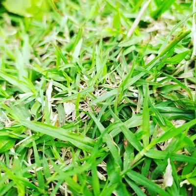 Zoysia Grass plant