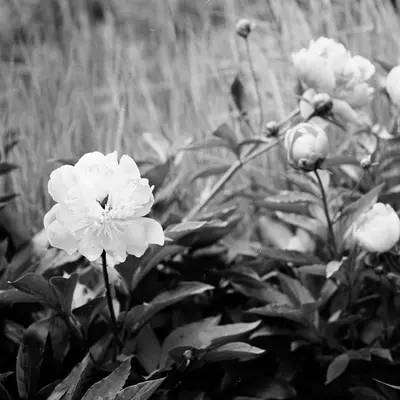 Ground Covers in Nunavut