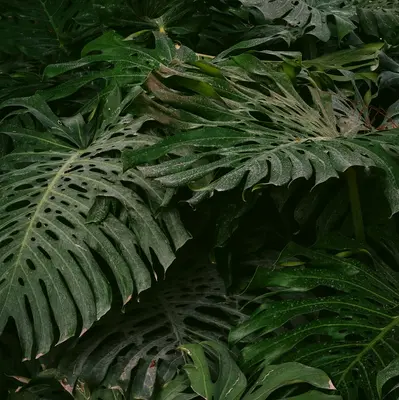 Barrenwort ground cover variety