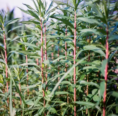 green and red plant during daytime