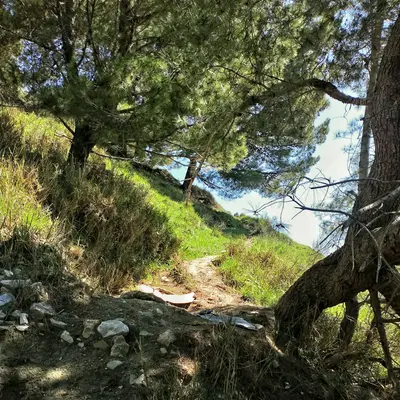 Creeping Juniper ground cover variety