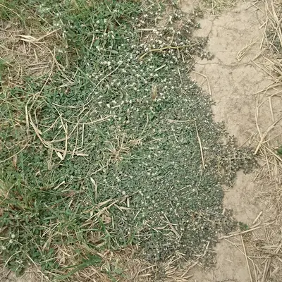 a close up of a patch of dirt and grass