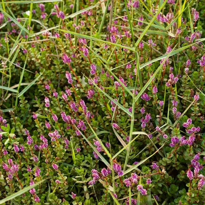 Creeping Thyme ground cover variety