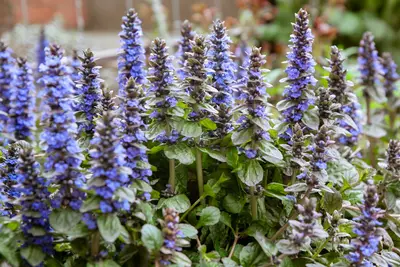 Ground Covers for Zone 11