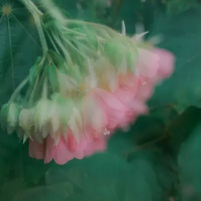 Delicate pink flowers hang from a green stem.