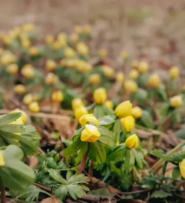 Yellow winter aconite flowers blooming in the soil.