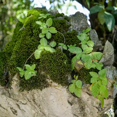 Moss and plants grow on a rock.