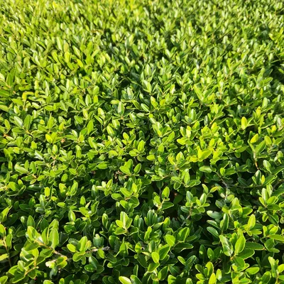 A bush with green leaves in a field