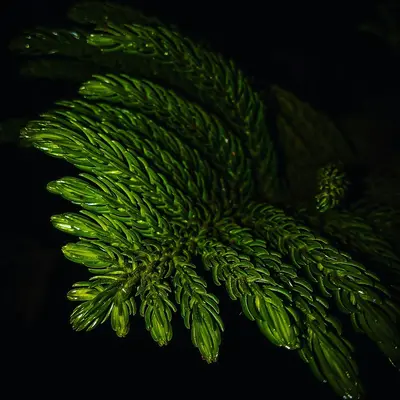a close up of a tree branch with drops of water on it