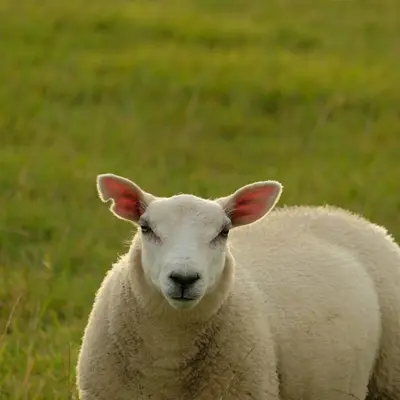 a white lamb in a field