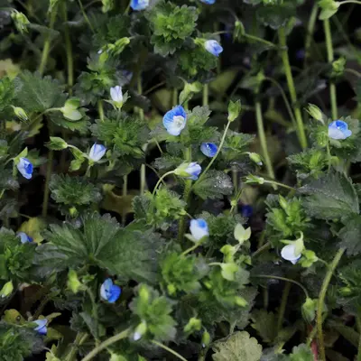 Small blue flowers bloom amongst green leaves.