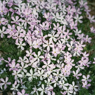 Moss Phlox ground cover variety