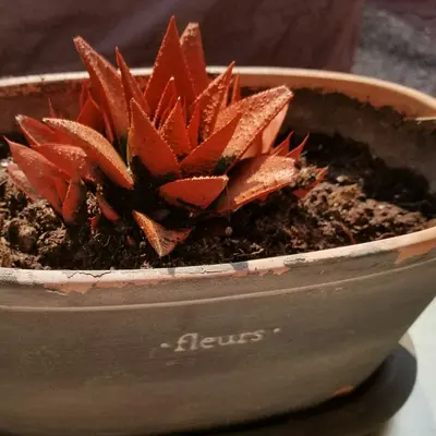 a plant in a pot