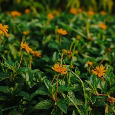 Field of small yellow flowers and green leaves.