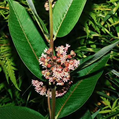 a close up of a flower on a plant