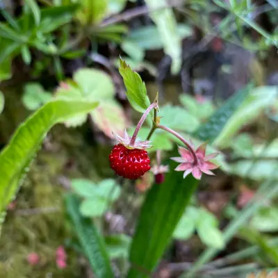 a red berry sitting on top of a green plant