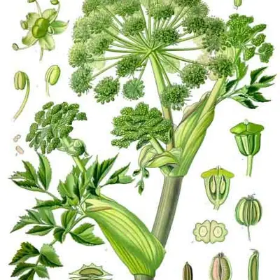 Angelica (Angelica archangelica)