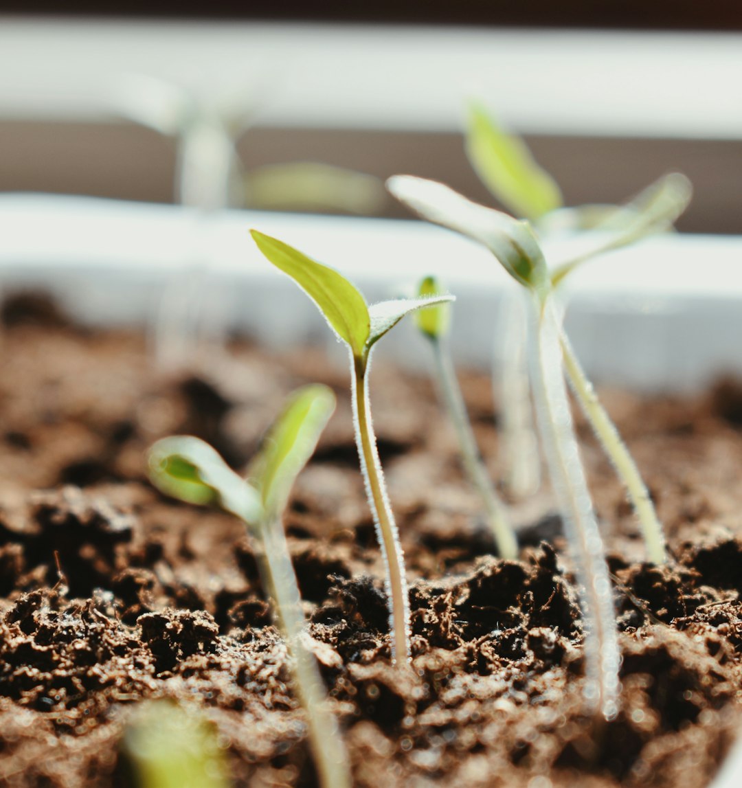 green plant on brown soil