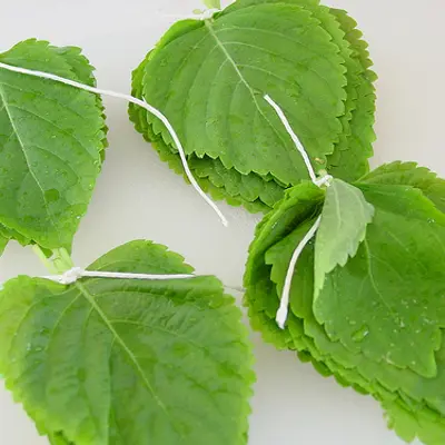 Asia Ip (Perilla frutescens)