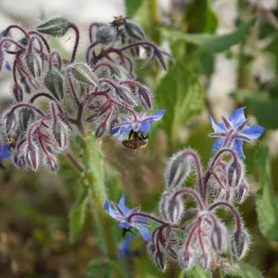Borage (Borago officinalis)
