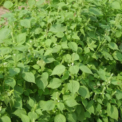 Britton (Perilla frutescens)