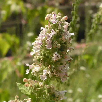 Catnip (Nepeta cataria)