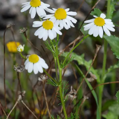 Common Chamomile (Matricaria recutita)