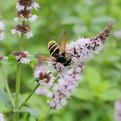 Common Mint (Mentha spp.)