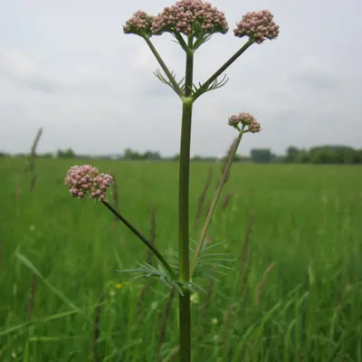 Common Valerian (Valeriana officinalis)