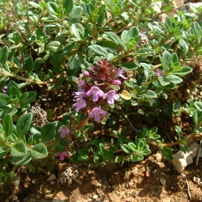 Creeping (Thymus serpyllum)