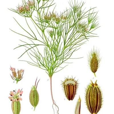Cumin plant