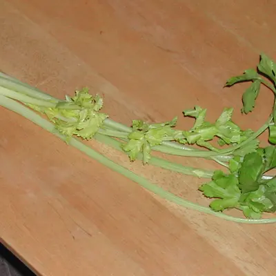 Cutting Celery (Apium graveolens var. secalinum)