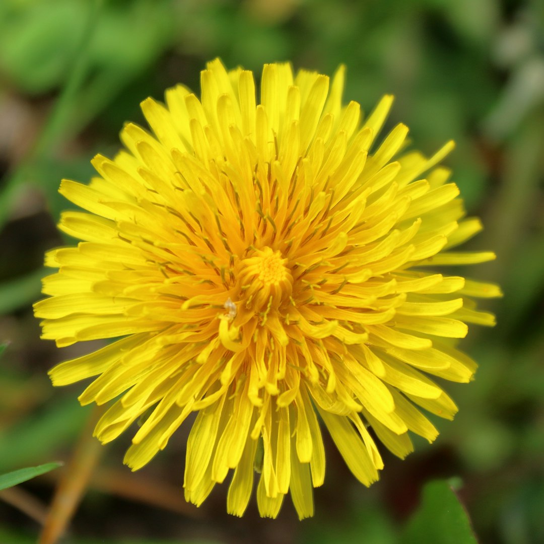 A bright yellow dandelion flower in bloom.