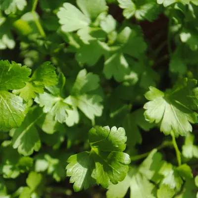 Darki Green (Petroselinum crispum)