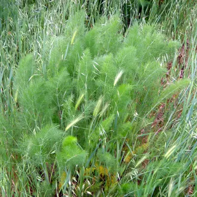 Dragon (Daucus carota var. sativus)