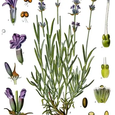 Ellagance Purple (Lavandula angustifolia)
