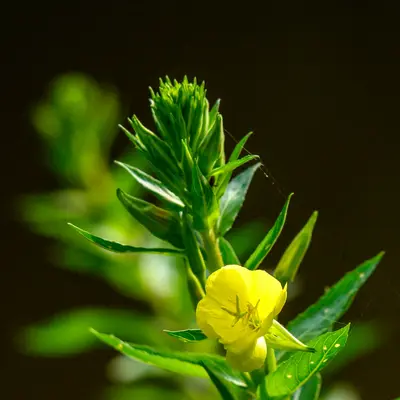 a yellow flower with green leaves in the background