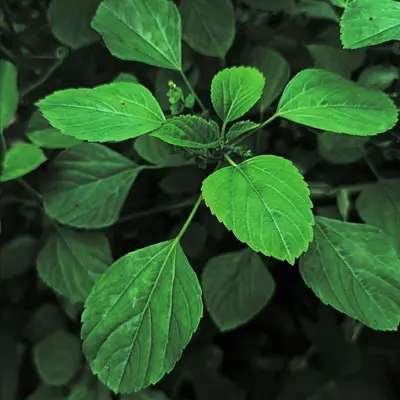 Green Shiso (Perilla frutescens)