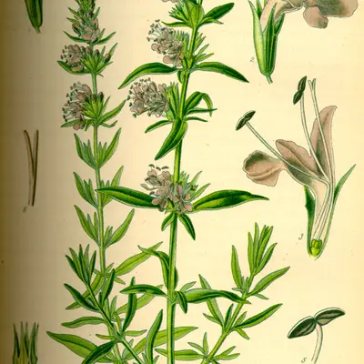 Hyssop (Hyssopus officinalis)