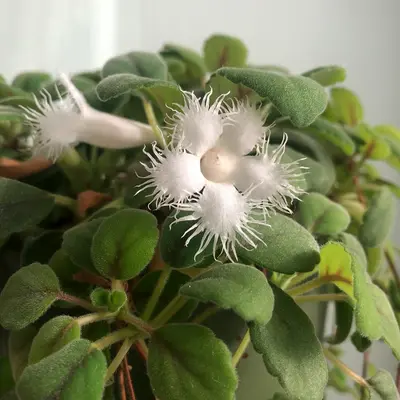 Katinka (Petroselinum crispum)