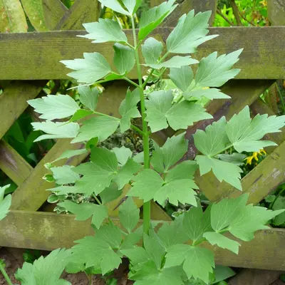 Lovage (Levisticum officinale)