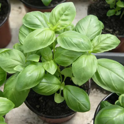 Mrs. Burns' Lemon plant