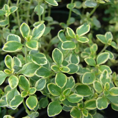 Orange Thyme (Thymus fragrantissimus)