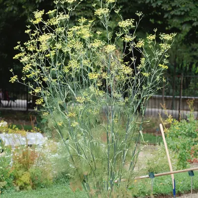 Orazio (Foeniculum vulgare)