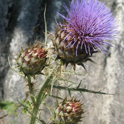 Porto Spineless (Cynara cardunculus)