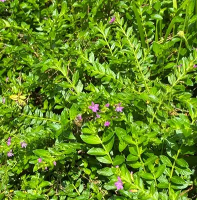 Dense green foliage with small pink flowers.