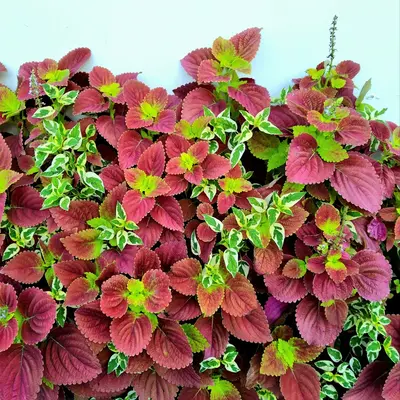 Red Shiso (Perilla frutescens)