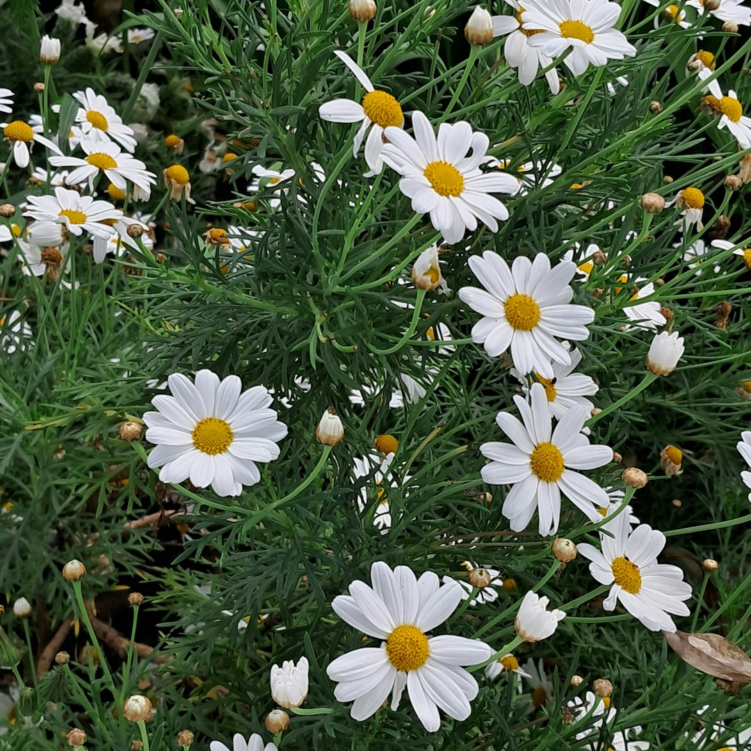 a field of white flowers