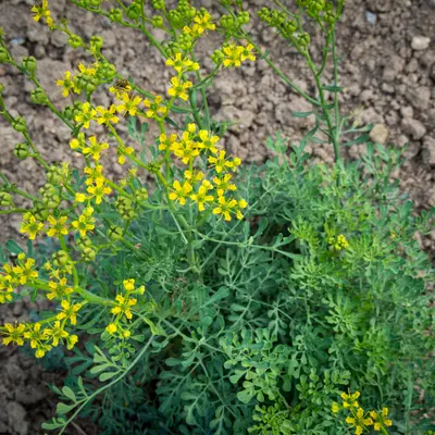 Rue (Ruta graveolens)